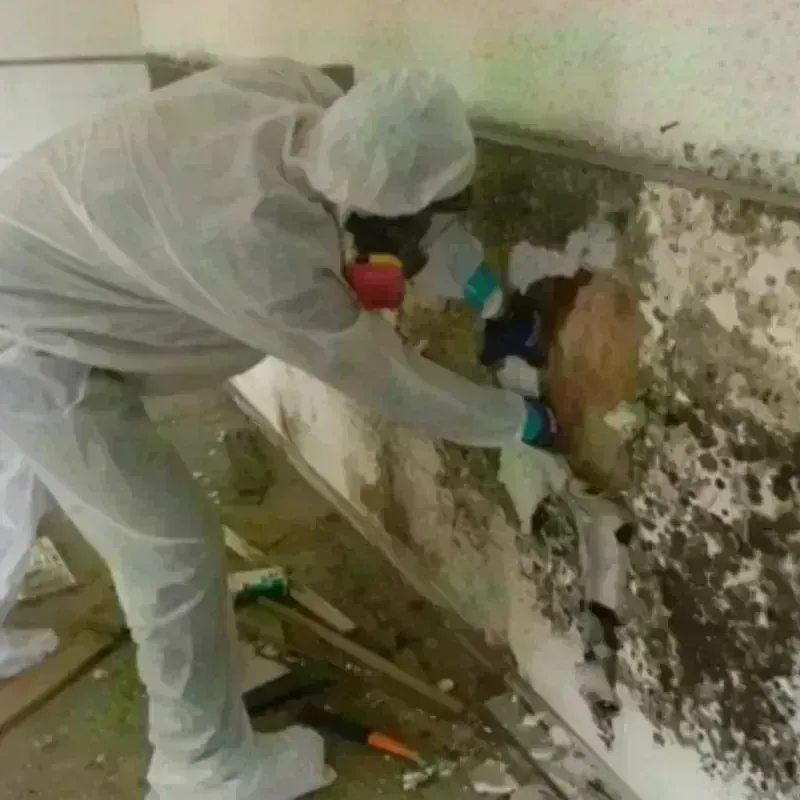 Mold Remediation and Removal in Smithfield, VA